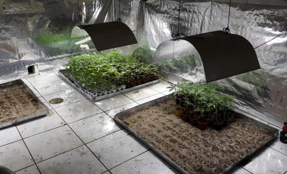Laboratório para produção de maconha é descoberto pelo BOPE em chácara na RMC; cerca de 500 vasos com a planta são apreendidos