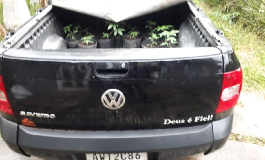 Laboratório para produção de maconha é descoberto pelo BOPE em chácara na RMC; cerca de 500 vasos com a planta são apreendidos