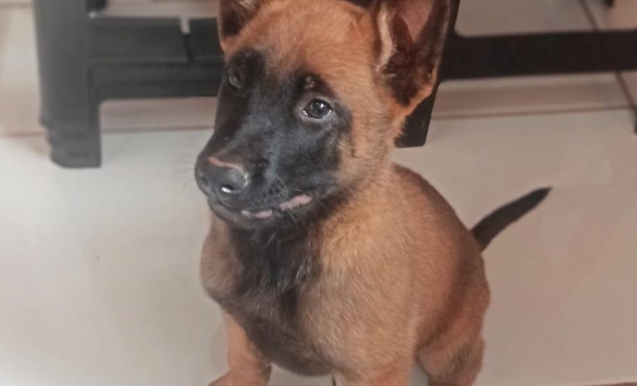 Canil da PM de Cianorte distribui filhotes para canis do BOPE e de unidades do Interior do estado