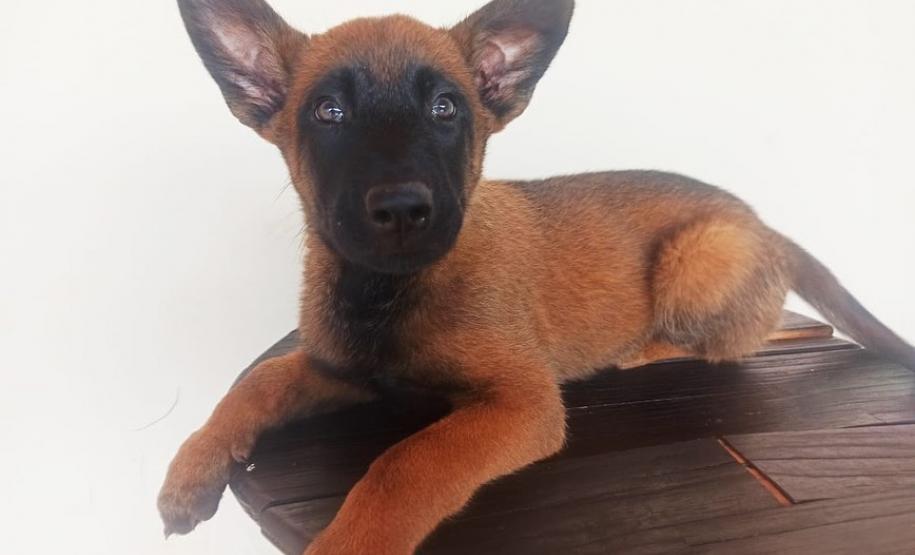 Canil da PM de Cianorte distribui filhotes para canis do BOPE e de unidades do Interior do estado