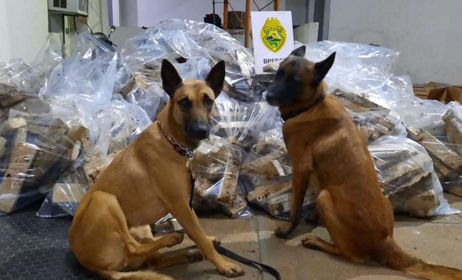 BPFron encontra mais de meia tonelada de maconha em carga de esterco no Noroeste do estado