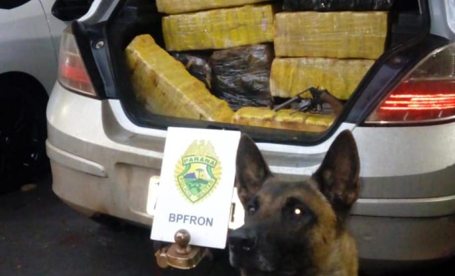 Ações da Operação Hórus no Oeste do estado resulta na apreensão de mais de 171 quilos de maconha