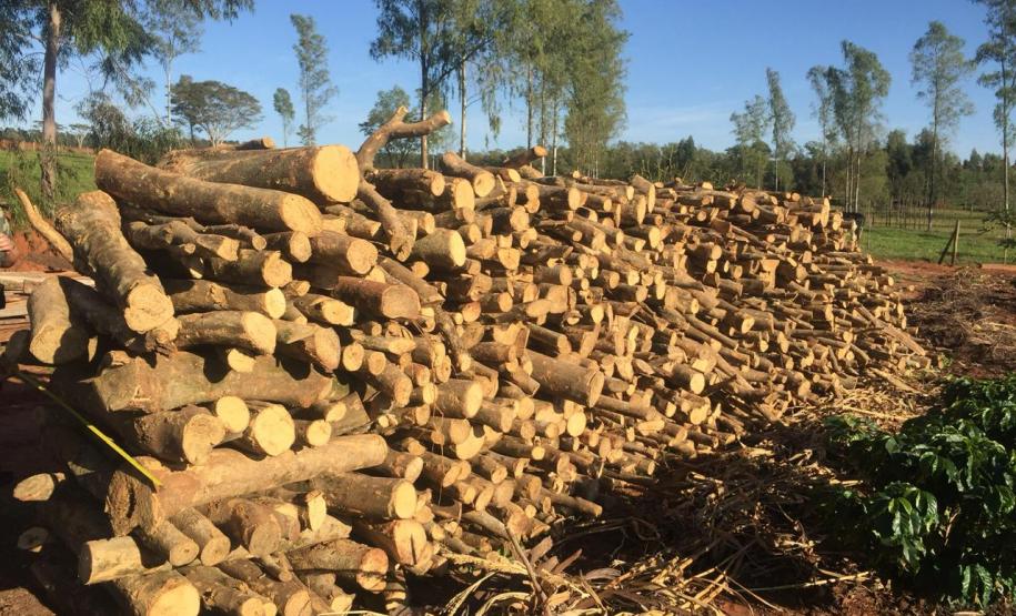 Polícia Ambiental flagra desmatamento e aplica R$ 9,7 mil em multas em Altônia (PR)