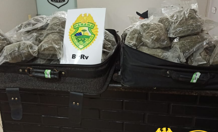 No Norte do estado, cão de faro do BPRv localiza mais de 19 quilos de maconha hidropônica