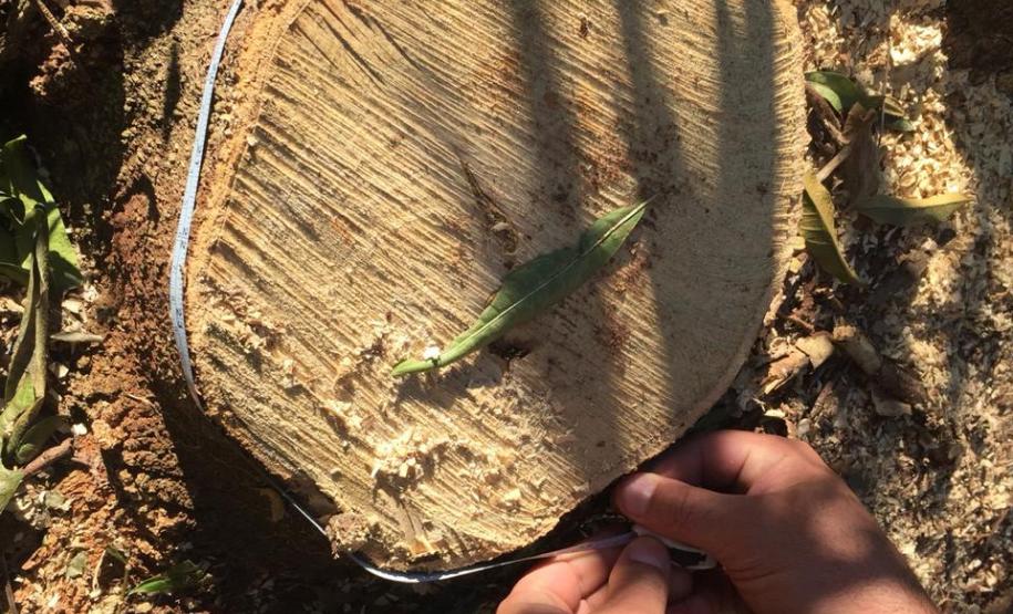 Polícia Ambiental flagra desmatamento e aplica R$ 9,7 mil em multas em Altônia (PR)