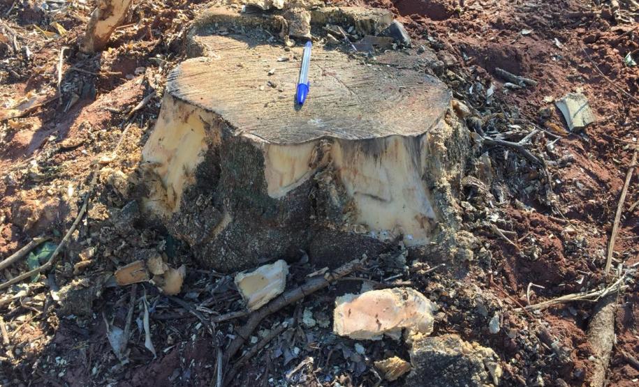 Polícia Ambiental flagra desmatamento e aplica R$ 9,7 mil em multas em Altônia (PR)