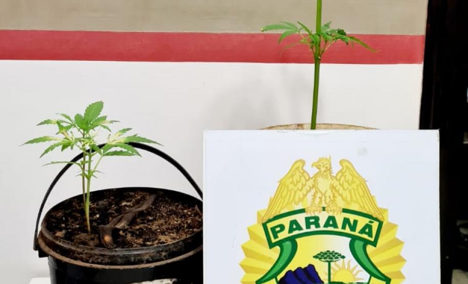 Em Tibagi, PM cumpre mandado de Busca e Apreensão e apreende pés de maconha