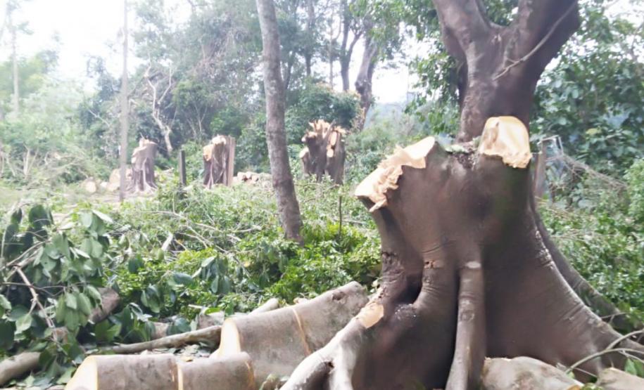 Na RMC e no Interior, Batalhão Ambiental flagra desmatamento ilegal