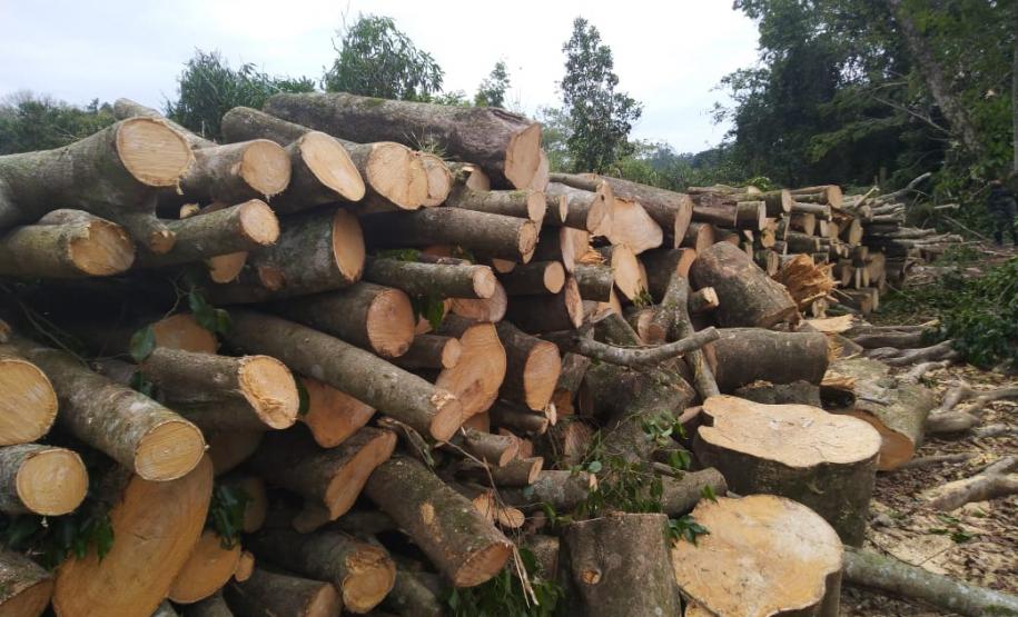 Na RMC e no Interior, Batalhão Ambiental flagra desmatamento ilegal