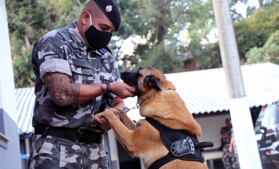 Em seis meses, cães de faro da PM apreendem mais de 38 toneladas de maconha no Paraná