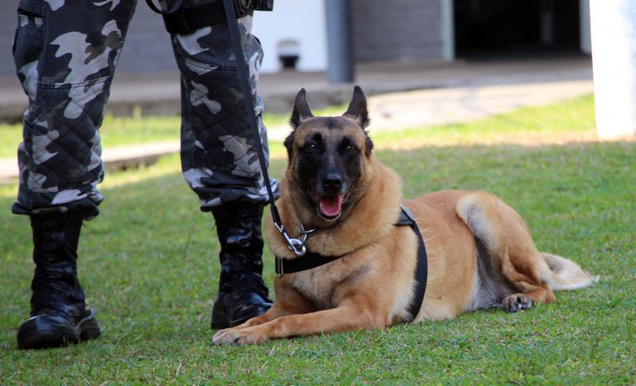 Em seis meses, cães de faro da PM apreendem mais de 38 toneladas de maconha no Paraná
