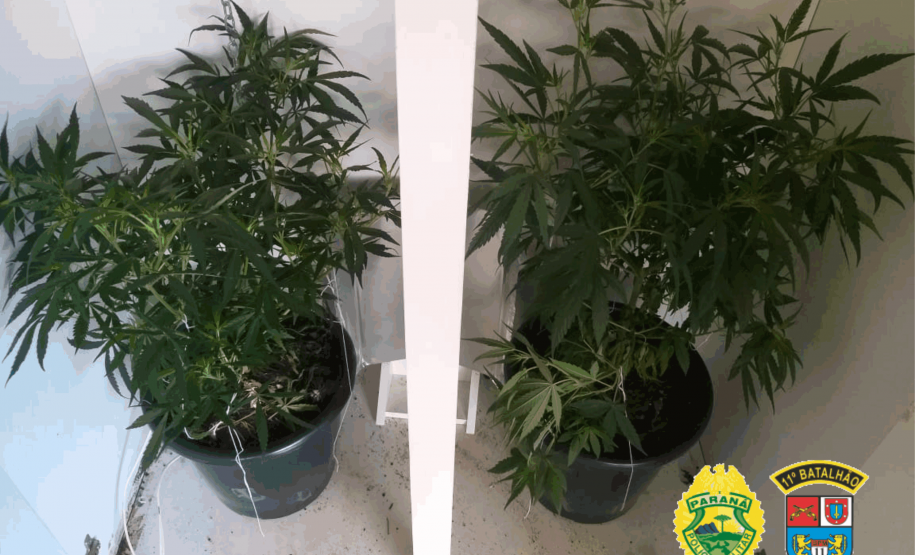 No Centro-Oeste do estado, PM localiza casa com estufas para cultivo de maconha
