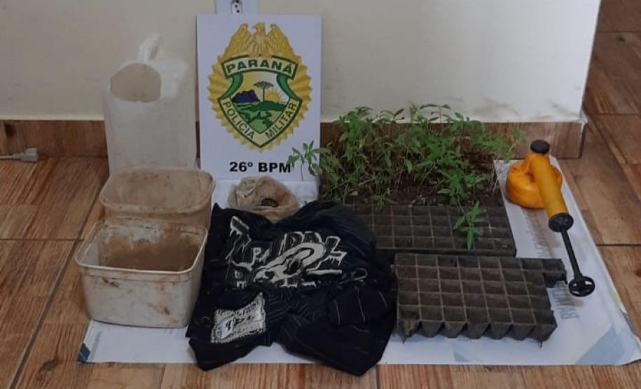 Durante busca por moto furtada, PM encontra plantação de 62 mudas de maconha em Reserva, nos Campos Gerais