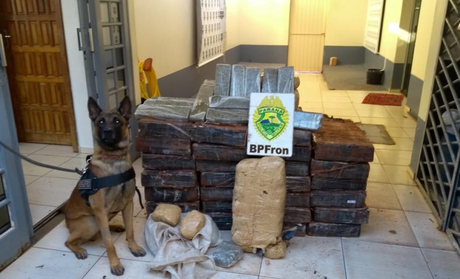 Em seis meses, cães de faro da PM apreendem mais de 38 toneladas de maconha no Paraná