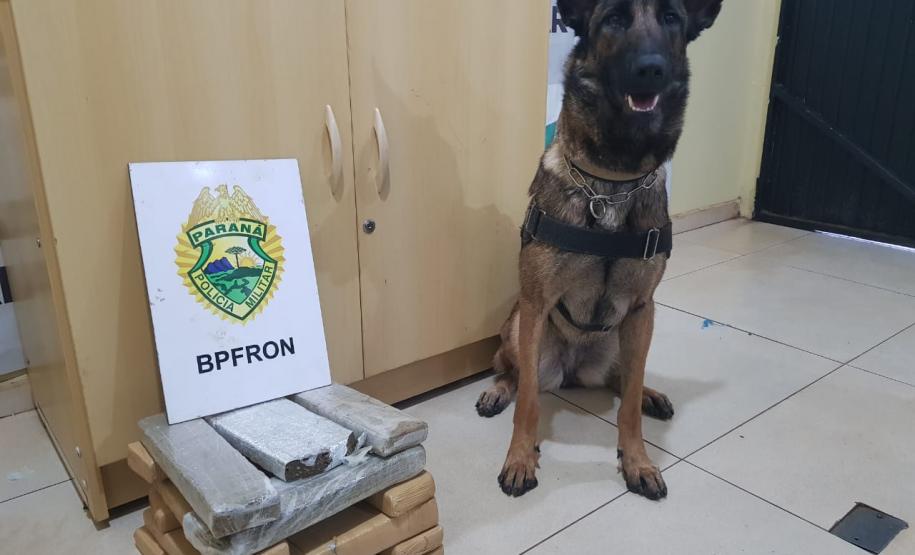 Em seis meses, cães de faro da PM apreendem mais de 38 toneladas de maconha no Paraná