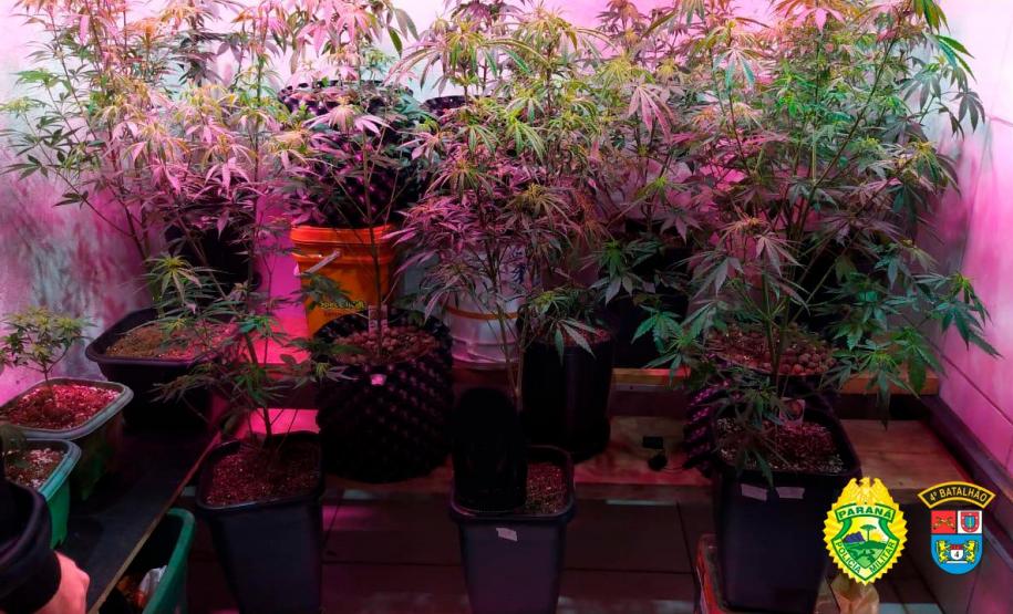 Equipes da PM do Noroeste do estado apreendem dois revólveres e 15 pés de maconha durante o fim de semana