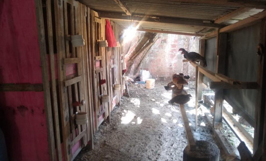 PM encontra rinha de galo e encaminha 17 pessoas em São José dos Pinhais, na RMC