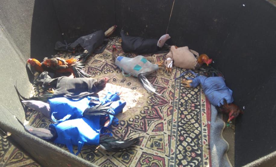 PM encontra rinha de galo e encaminha 17 pessoas em São José dos Pinhais, na RMC