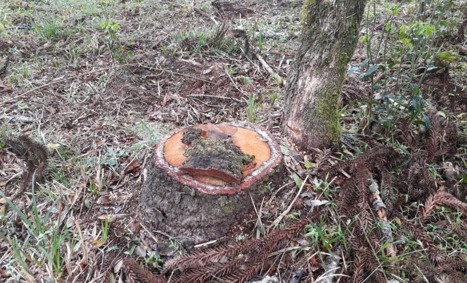 Polícia Ambiental aplica mais de R$ 243 mil em multas por destruição de vegetação nativa no Sudeste do estado