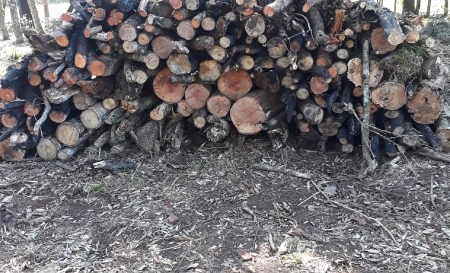Polícia Ambiental aplica mais de R$ 243 mil em multas por destruição de vegetação nativa no Sudeste do estado
