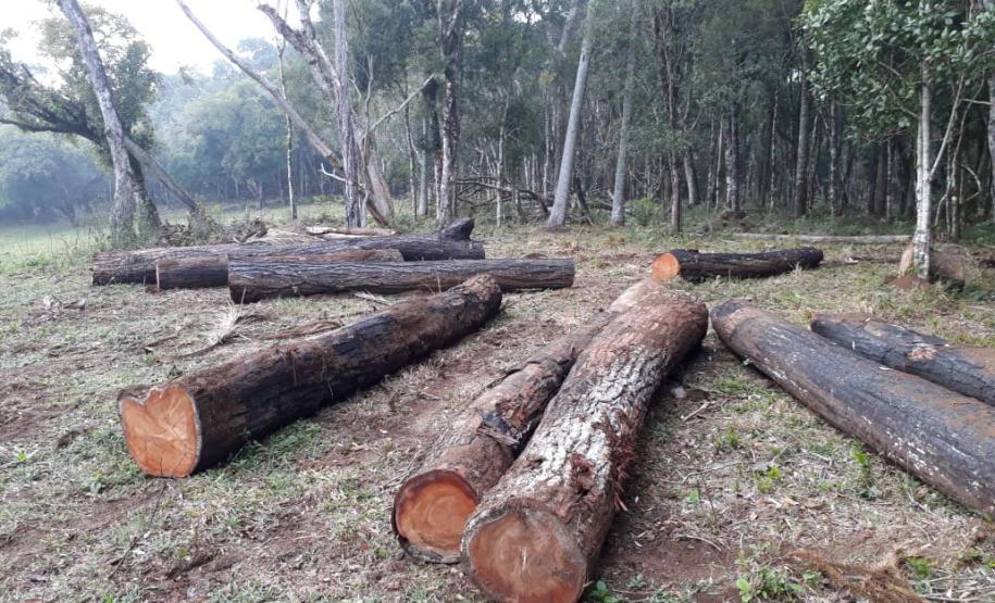 Polícia Ambiental aplica mais de R$ 243 mil em multas por destruição de vegetação nativa no Sudeste do estado