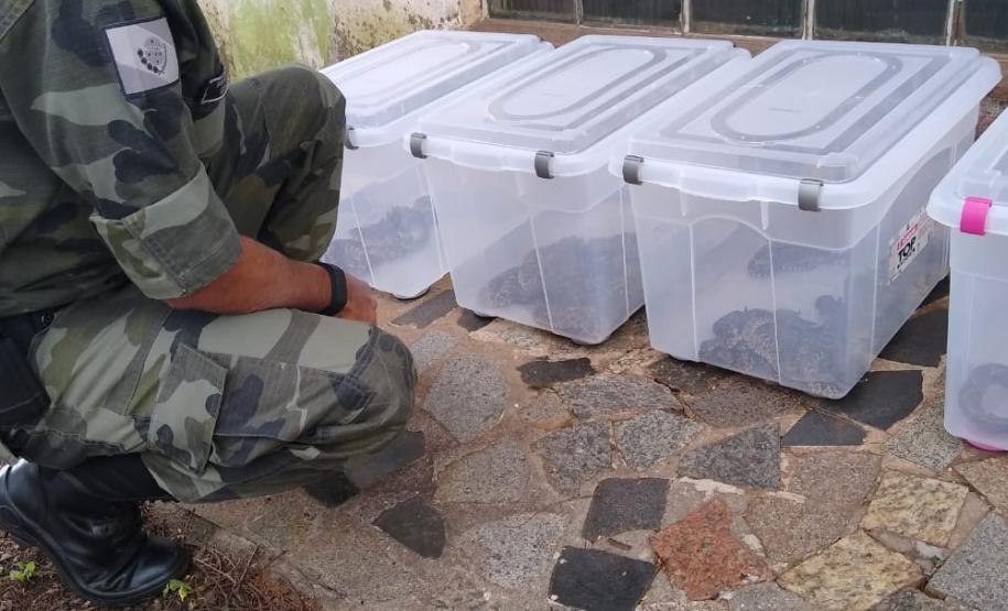 153 cobras são recolhidas de residência em Mandaguari