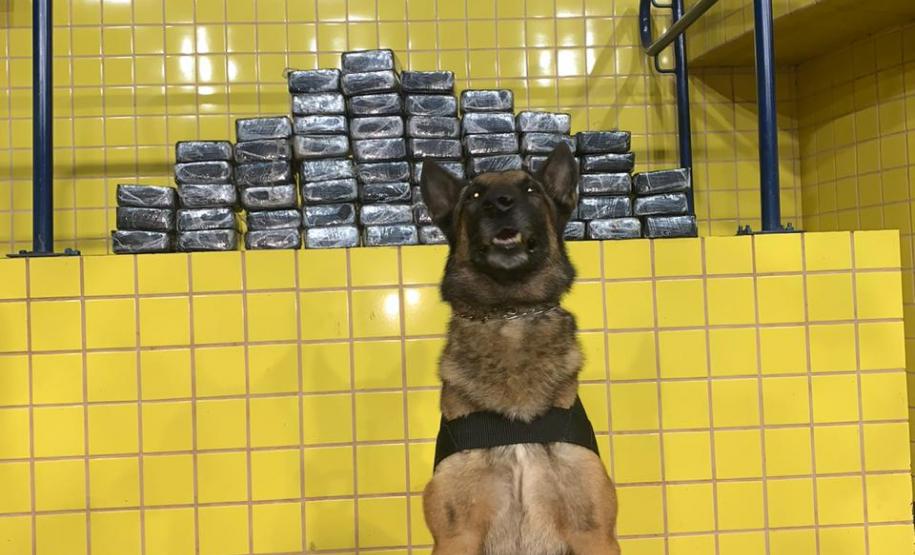 Policiais militares de Operações com Cães prestam apoio à PRF na apreensão de 62,2 quilos de pasta base de cocaína em Mandaguari (PR)