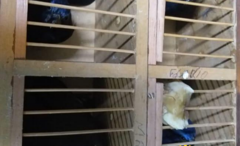 Quatro pássaros silvestres são apreendidos pelo BPRv no Noroeste do estado