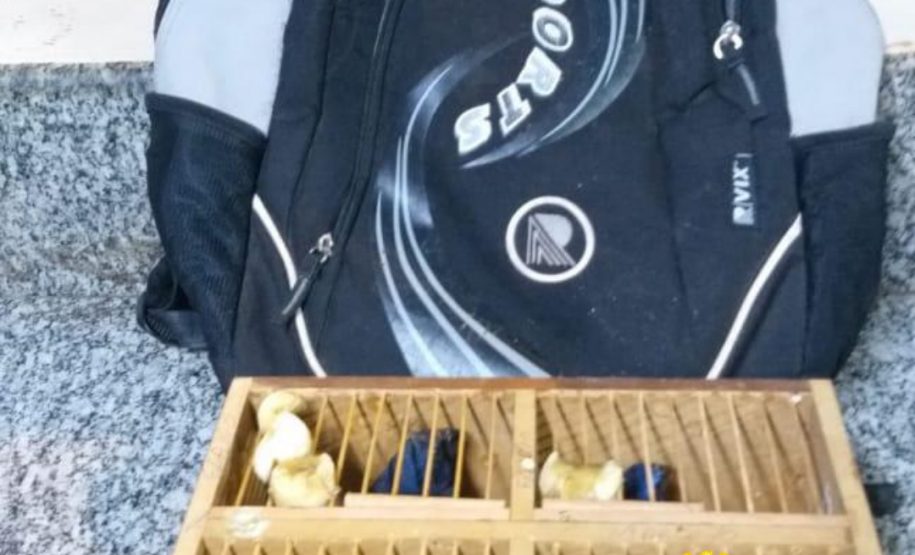 Quatro pássaros silvestres são apreendidos pelo BPRv no Noroeste do estado