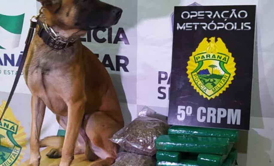 Policiais militares atuantes na Operação Metrópolis, desencadeada pelo 5º Comando Regional da PM (5º CRPM), prenderam sete pessoas e encaminharam um adolescente, além de aprenderem R$ 100 mil em eletrônicos e mais de 21,5 quilos de drogas. As ações policiais aconteceram entre quinta-feira (20/08) e sábado (22/08) na região Oeste e Sudoeste do estado. Na madrugada deste sábado (22/08), equipes policiais de Marmeleiro e Renascença abordaram um veículo VW/Gol, de cor prata, e encontraram em seu interior, a