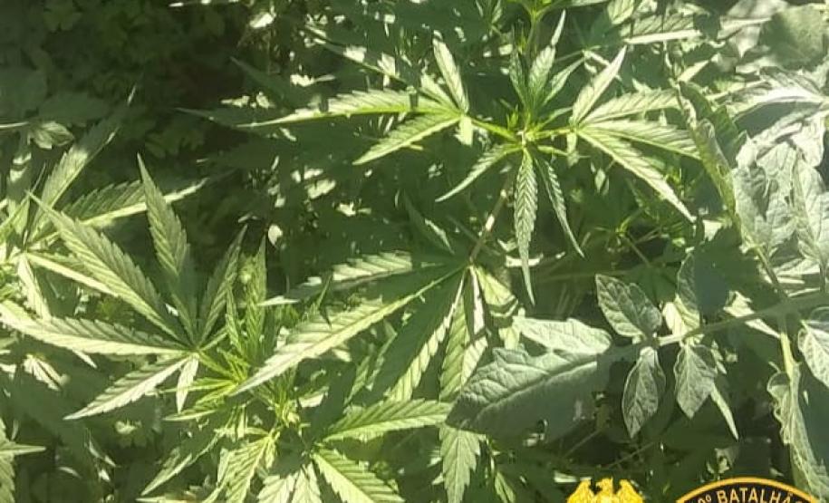 No Oeste do estado, PM apreende cigarros e mudas de maconha