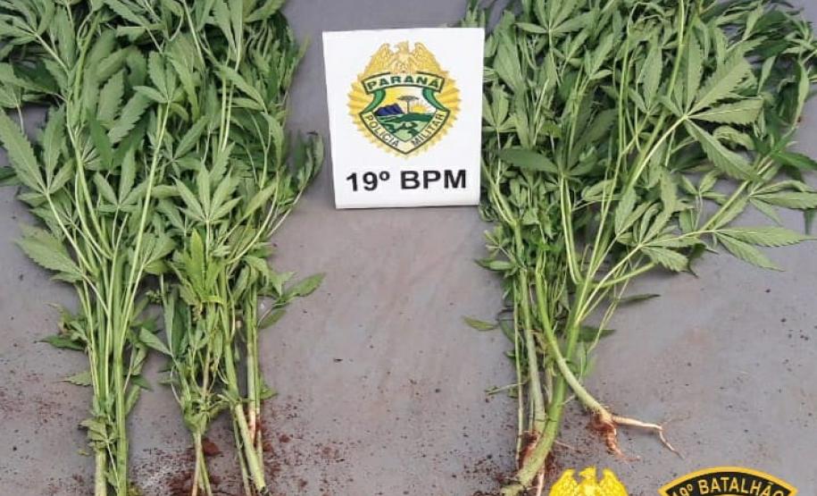 No Oeste do estado, PM apreende cigarros e mudas de maconha