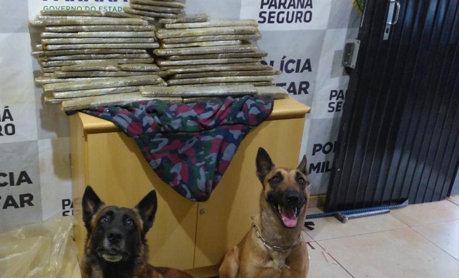 BPFron apreende mais de 42 quilos de maconha em Cascavel (PR) e evita que a droga chegue ao Rio de Janeiro