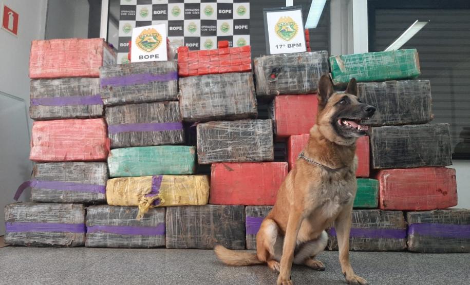 PM apreende mais de 600 quilos de maconha e prende dois suspeitos em Campo Largo, na RCM