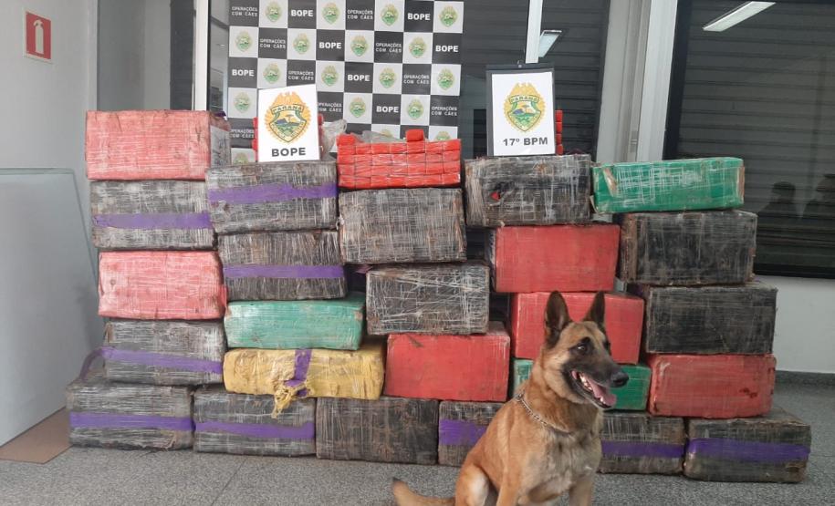 PM apreende mais de 600 quilos de maconha e prende dois suspeitos em Campo Largo, na RCM