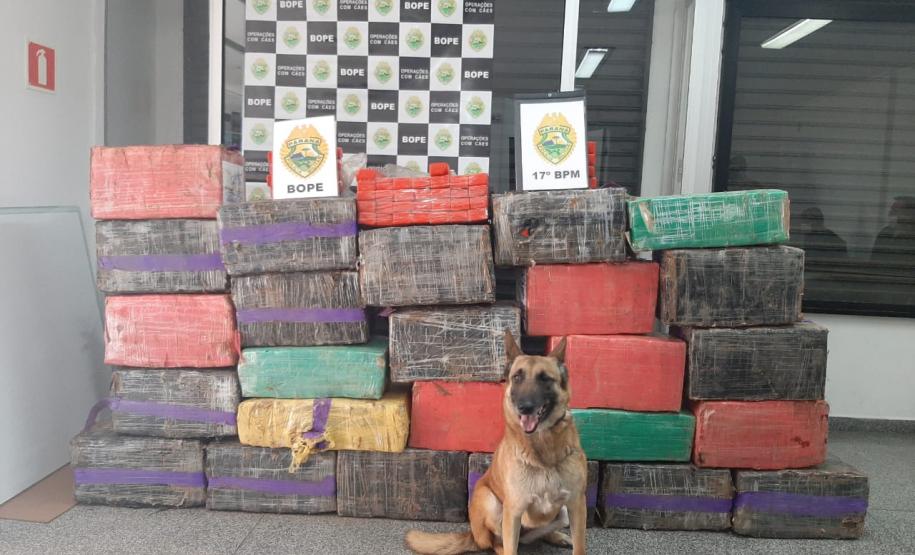 PM apreende mais de 600 quilos de maconha e prende dois suspeitos em Campo Largo, na RCM