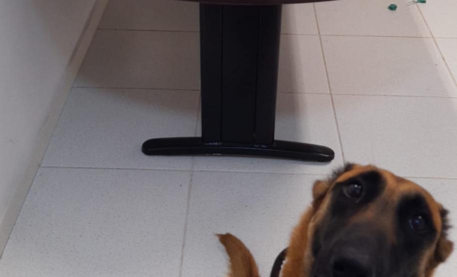 Durante o final de semana, BOPE apreende 447 porções de drogas e quatro armas de fogo