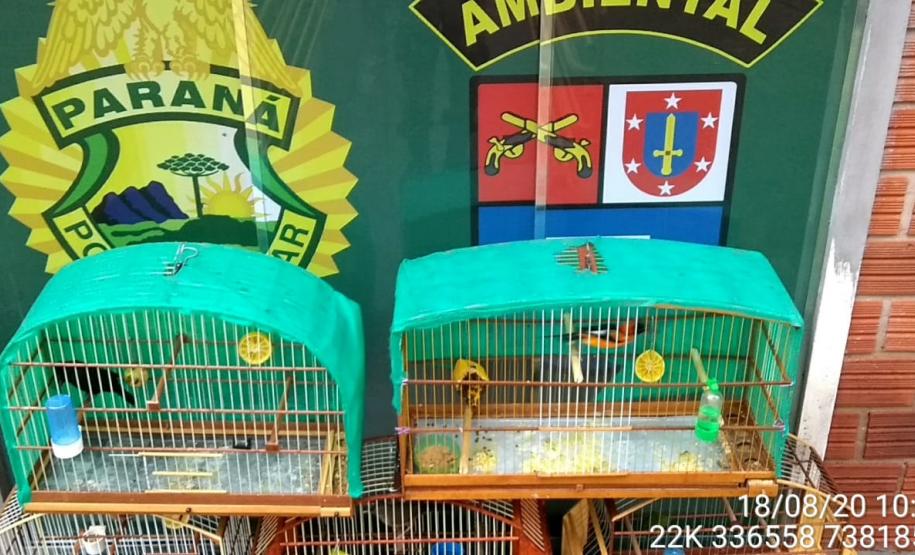 Com Operação Asas Livres, Polícia Ambiental resgata 391 aves silvestres e aplica R$ 390,5 mil em multas no Paraná