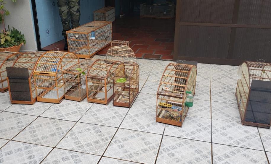Com Operação Asas Livres, Polícia Ambiental resgata 391 aves silvestres e aplica R$ 390,5 mil em multas no Paraná