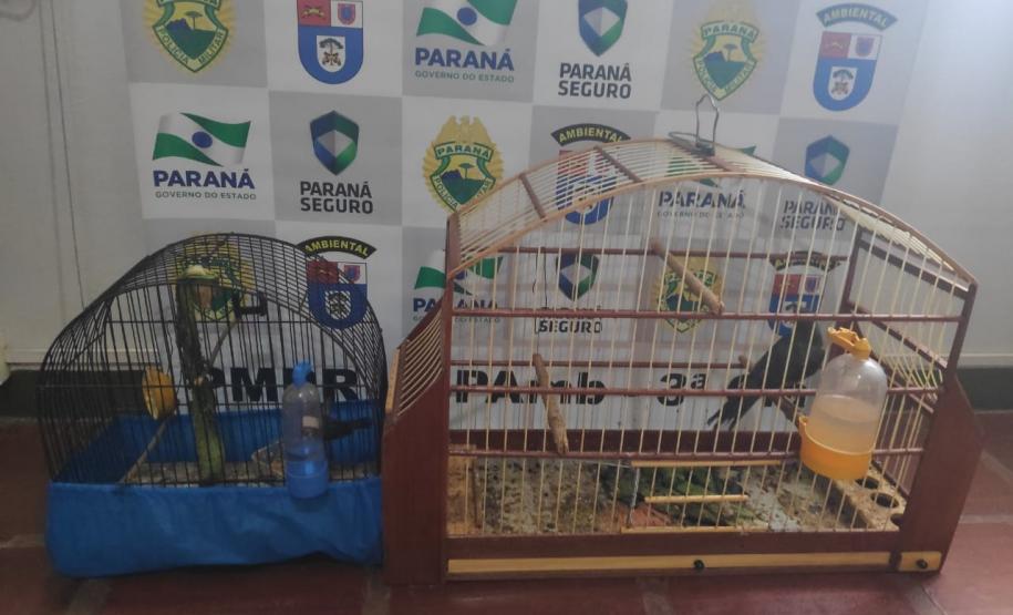 Com Operação Asas Livres, Polícia Ambiental resgata 391 aves silvestres e aplica R$ 390,5 mil em multas no Paraná