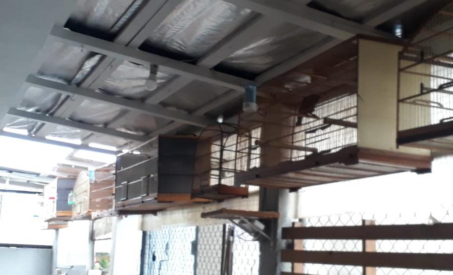 Com Operação Asas Livres, Polícia Ambiental resgata 391 aves silvestres e aplica R$ 390,5 mil em multas no Paraná