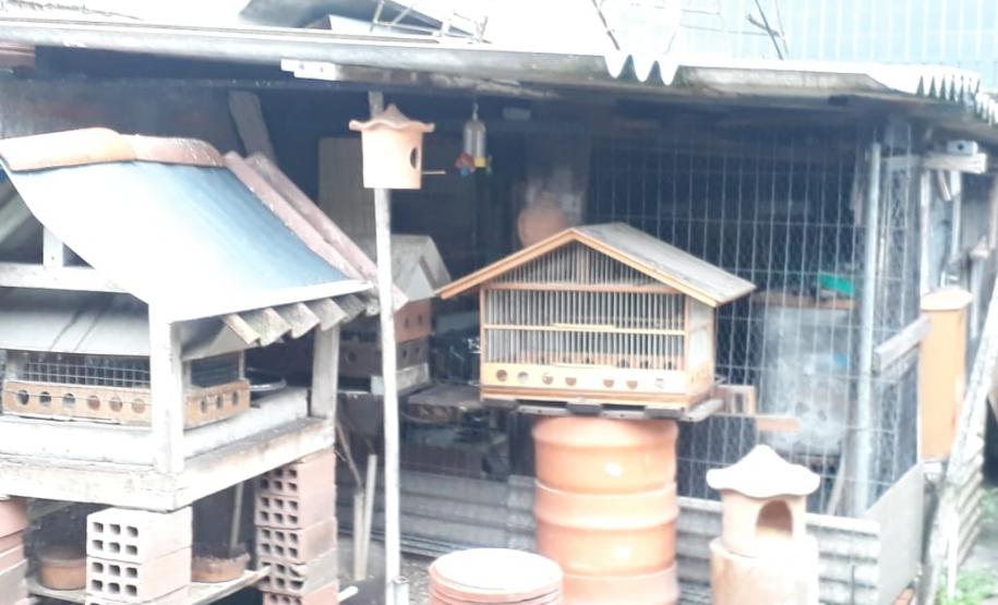 Com Operação Asas Livres, Polícia Ambiental resgata 391 aves silvestres e aplica R$ 390,5 mil em multas no Paraná