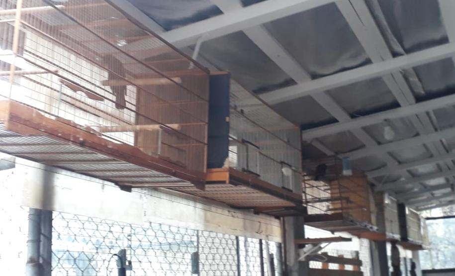 Com Operação Asas Livres, Polícia Ambiental resgata 391 aves silvestres e aplica R$ 390,5 mil em multas no Paraná