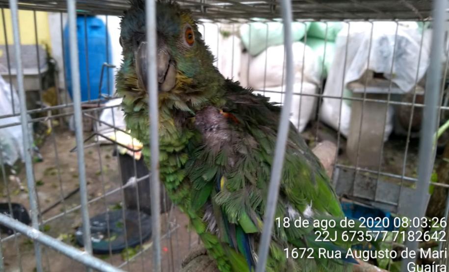 Com Operação Asas Livres, Polícia Ambiental resgata 391 aves silvestres e aplica R$ 390,5 mil em multas no Paraná