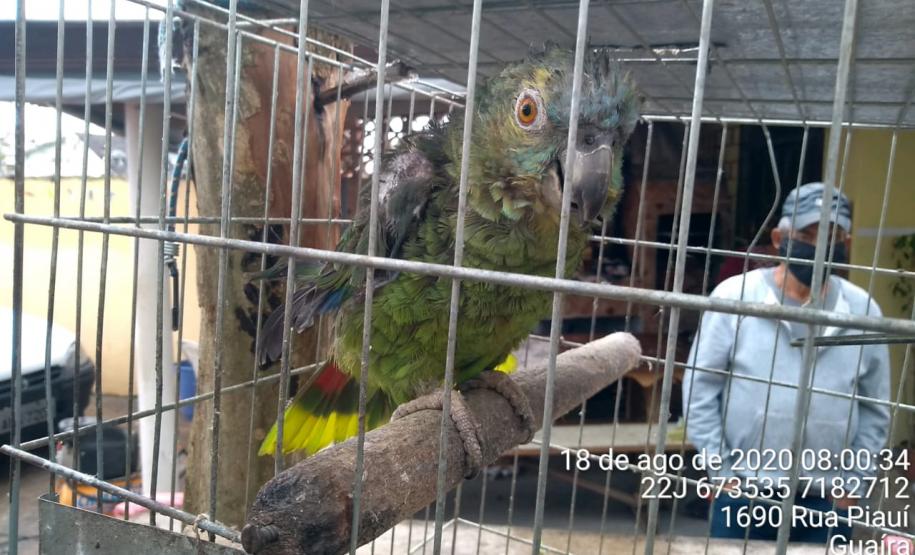 Com Operação Asas Livres, Polícia Ambiental resgata 391 aves silvestres e aplica R$ 390,5 mil em multas no Paraná