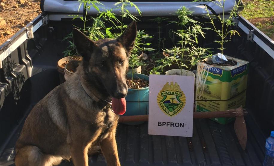 36 pés de maconha são encontrados por cão do BPFron na Operação Hórus
