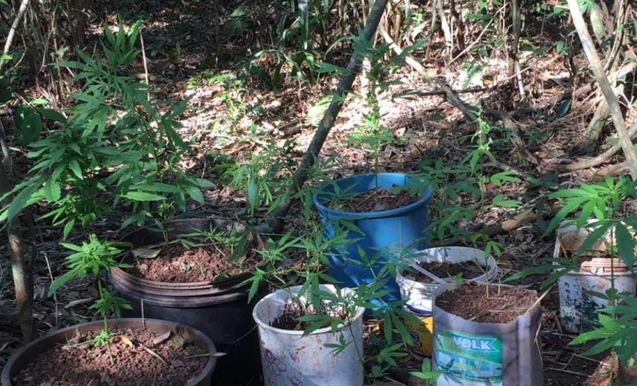 36 pés de maconha são encontrados por cão do BPFron na Operação Hórus
