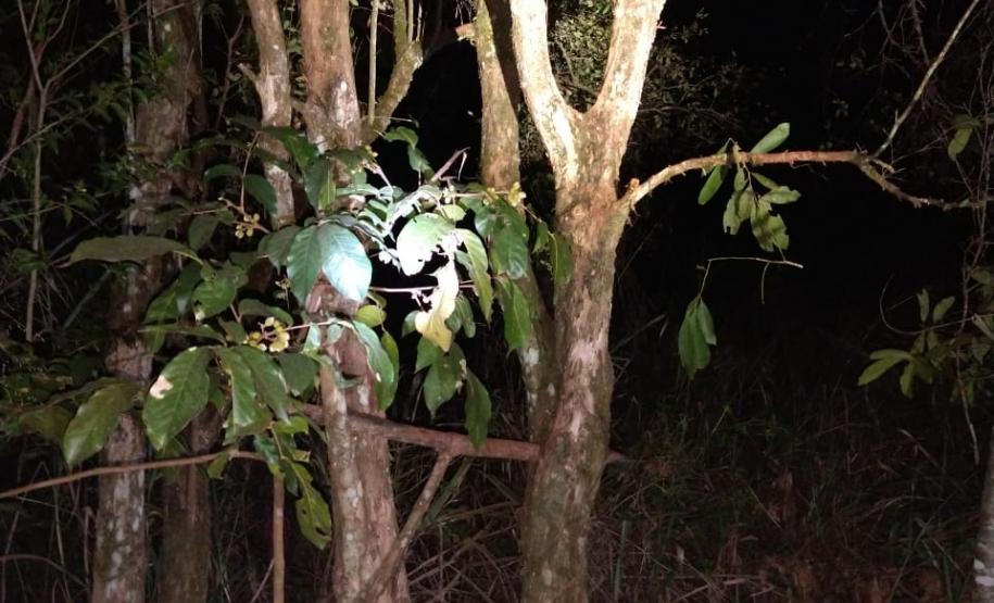 BPAmb-FV apreende duas armas de fogo, munições e um animal silvestre em situações distintas