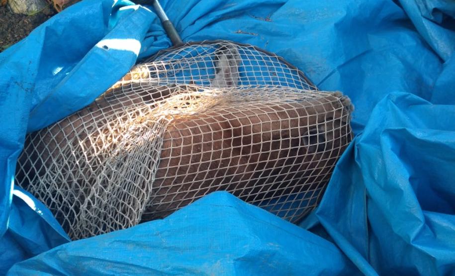 Ação integrada entre Batalhão Ambiental e IAT resgata onça-parda encontrada em área residencial de São José dos Pinhais, na RMC