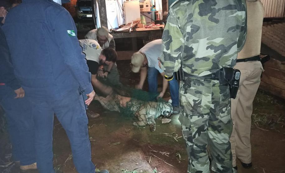Onça-parda é encontrada em porão de residência em Quedas do Iguaçu (PR)